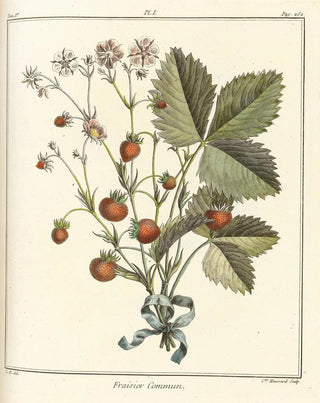 HenriLouis Duhamel du Monceau - Trait des arbres fruitiers Pl31.webp