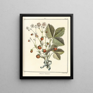 HenriLouis Duhamel du Monceau - Trait des arbres fruitiers Pl31.webp