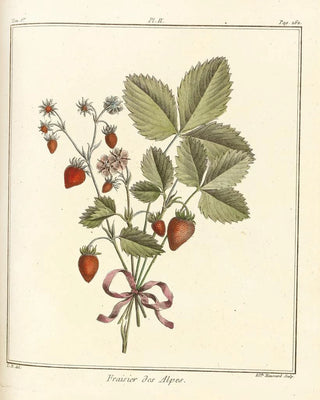 HenriLouis Duhamel du Monceau - Trait des arbres fruitiers Pl32.webp