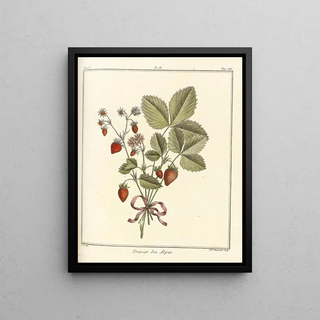 HenriLouis Duhamel du Monceau - Trait des arbres fruitiers Pl32.webp