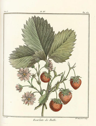 HenriLouis Duhamel du Monceau - Trait des arbres fruitiers Pl34.webp