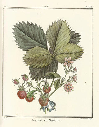 HenriLouis Duhamel du Monceau - Trait des arbres fruitiers Pl35.webp
