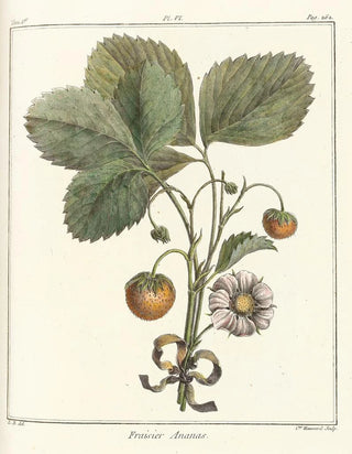 HenriLouis Duhamel du Monceau - Trait des arbres fruitiers Pl36.webp
