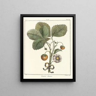 HenriLouis Duhamel du Monceau - Trait des arbres fruitiers Pl36.webp