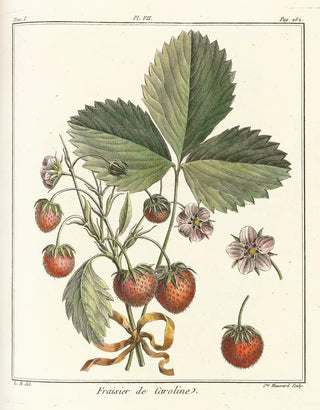 HenriLouis Duhamel du Monceau - Trait des arbres fruitiers Pl37.webp