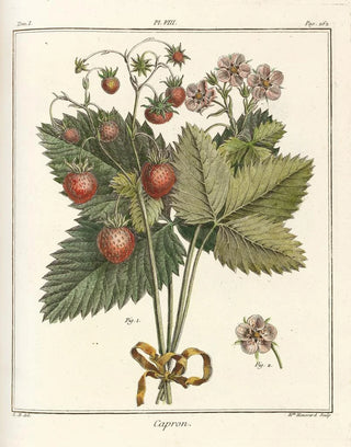 HenriLouis Duhamel du Monceau - Trait des arbres fruitiers Pl38.webp
