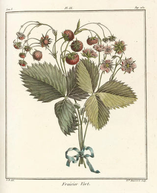 HenriLouis Duhamel du Monceau - Trait des arbres fruitiers Pl39.webp