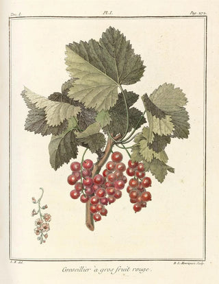 HenriLouis Duhamel du Monceau - Trait des arbres fruitiers Pl40.webp