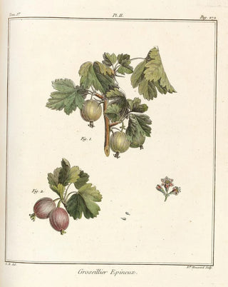 HenriLouis Duhamel du Monceau - Trait des arbres fruitiers Pl41.webp