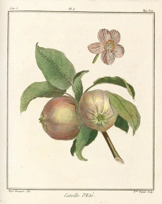 HenriLouis Duhamel du Monceau - Trait des arbres fruitiers Pl42.webp