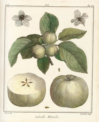 HenriLouis Duhamel du Monceau - Trait des arbres fruitiers Pl43.webp