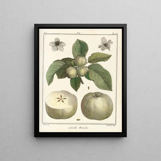 HenriLouis Duhamel du Monceau - Trait des arbres fruitiers Pl43.webp