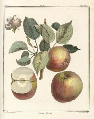 HenriLouis Duhamel du Monceau - Trait des arbres fruitiers Pl45.webp
