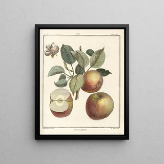 HenriLouis Duhamel du Monceau - Trait des arbres fruitiers Pl45.webp
