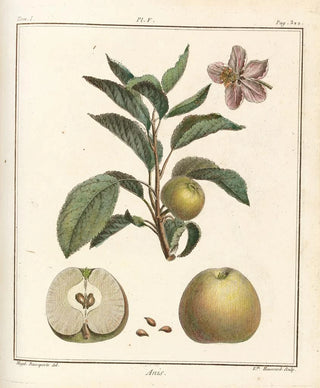 HenriLouis Duhamel du Monceau - Trait des arbres fruitiers Pl46.webp