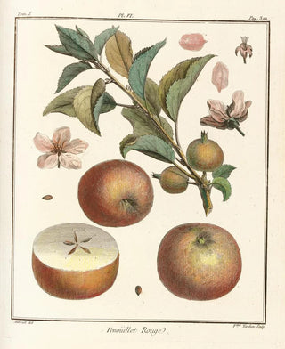 HenriLouis Duhamel du Monceau - Trait des arbres fruitiers Pl47.webp