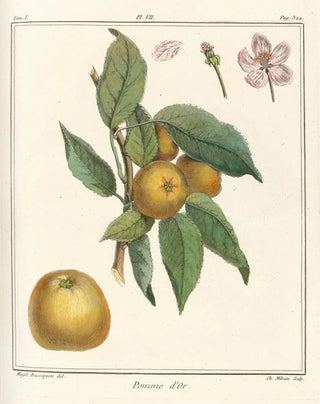 HenriLouis Duhamel du Monceau - Trait des arbres fruitiers Pl48.webp