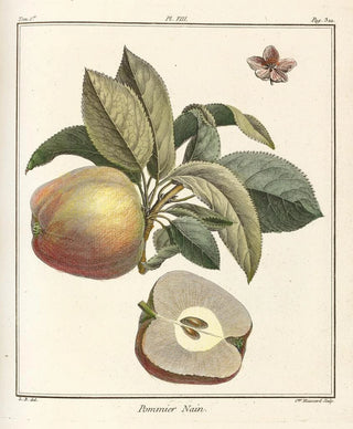 HenriLouis Duhamel du Monceau - Trait des arbres fruitiers Pl49.webp