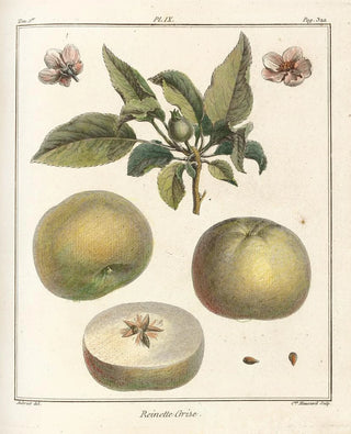 HenriLouis Duhamel du Monceau - Trait des arbres fruitiers Pl50.webp