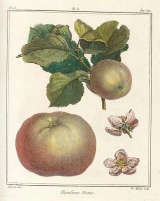 HenriLouis Duhamel du Monceau - Trait des arbres fruitiers Pl51.webp