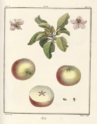 HenriLouis Duhamel du Monceau - Trait des arbres fruitiers Pl52.webp
