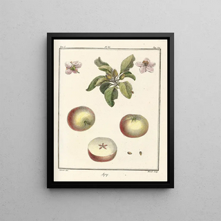 HenriLouis Duhamel du Monceau - Trait des arbres fruitiers Pl52.webp