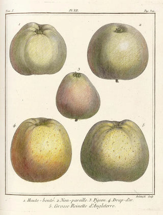 HenriLouis Duhamel du Monceau - Trait des arbres fruitiers Pl53.webp
