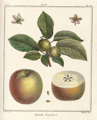 HenriLouis Duhamel du Monceau - Trait des arbres fruitiers Pl55.webp