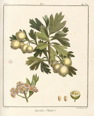 HenriLouis Duhamel du Monceau - Trait des arbres fruitiers Pl56.webp