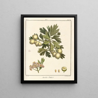 HenriLouis Duhamel du Monceau - Trait des arbres fruitiers Pl56.webp