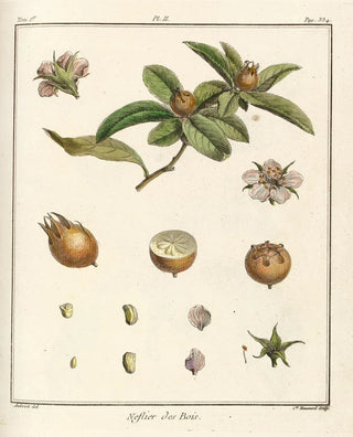 HenriLouis Duhamel du Monceau - Trait des arbres fruitiers Pl57.webp