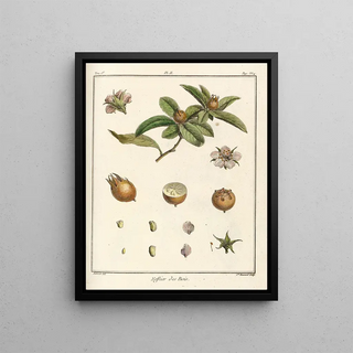HenriLouis Duhamel du Monceau - Trait des arbres fruitiers Pl57.webp