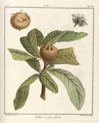 HenriLouis Duhamel du Monceau - Trait des arbres fruitiers Pl58.webp