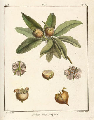 HenriLouis Duhamel du Monceau - Trait des arbres fruitiers Pl59.webp