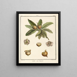 HenriLouis Duhamel du Monceau - Trait des arbres fruitiers Pl59.webp