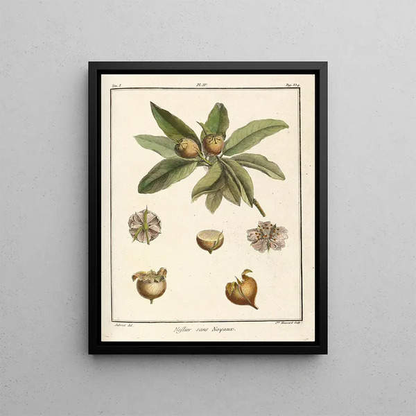 HenriLouis Duhamel du Monceau - Trait des arbres fruitiers Pl59.webp