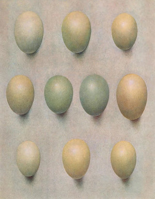Henrik Gronvold - Eggs Of British Diving Ducks.webp