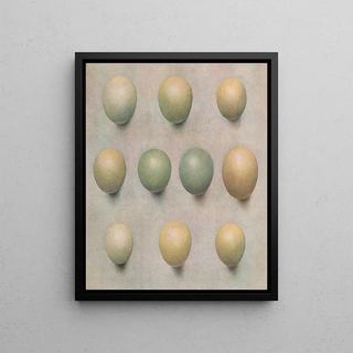 Henrik Gronvold - Eggs Of British Diving Ducks.webp
