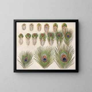 Henrik Gronvold - Evolution of the eyes on a Peacocks Train.webp