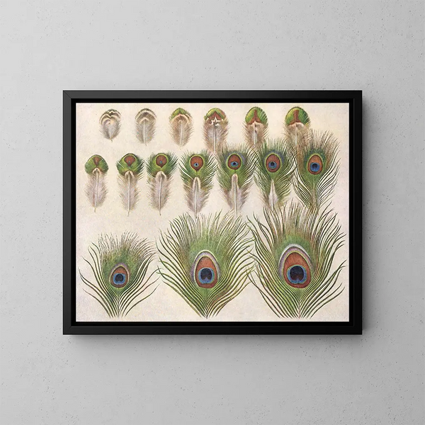 Evolución de los ojos en la cola de un pavo real - Henrik Grönvold — cuadro enmarcado en la pared