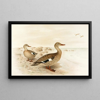 Henrik Gronvold - Madagascan Teal.webp
