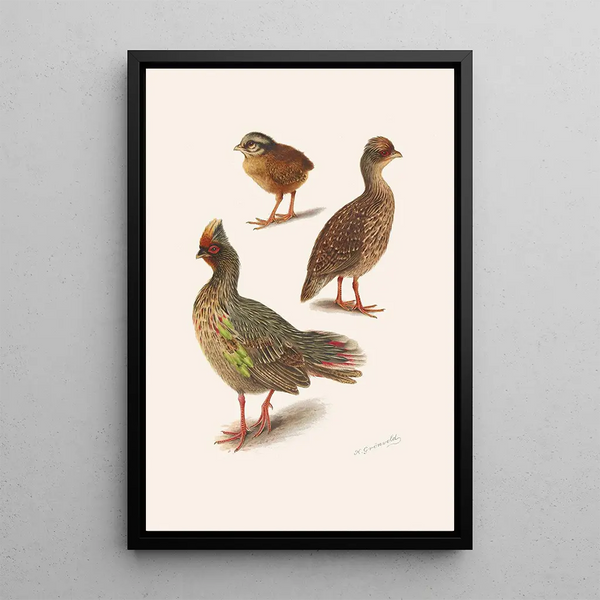 Henrik Gronvold - Plumages Of The Himalayan Blood Partridge.webp