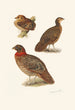 Plumages de tragopans - Henrik Grönvold — vista de la obra