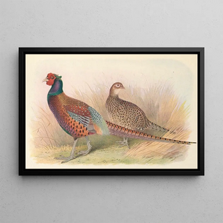 Henry Jones - Strauchs Pheasant.webp