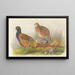 Pheasant of Tarim - Henry Jones — framed artwork on a wall