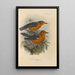 Geocichla Andamanensis Geocichla Rubecula - Henry Seebohm — framed artwork on a wall