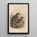 Geocichla Heinii Geocichla Papuensis - Henry Seebohm — framed artwork on a wall