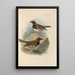 Geocichla Leucolaema - Henry Seebohm — cuadro enmarcado en la pared