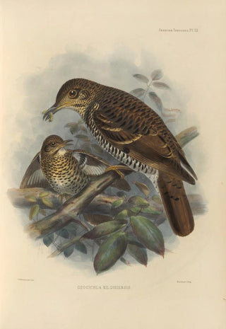 Henry Seebohm - Geocichla Nilgiriensis.webp