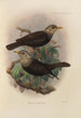 Merula Canescens - Henry Seebohm — vista de la obra